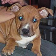 Amerikansk staffordshire terrier Qinya