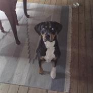 Blanding af racer Ziggi