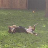 Blanding af racer Ziggi