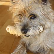 Cairn terrier Pippi