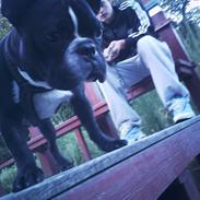 Fransk bulldog macho