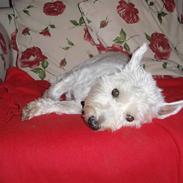 West highland white terrier Felix