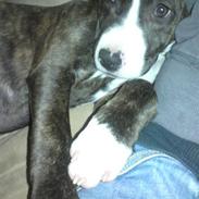 Amerikansk staffordshire terrier Pixie