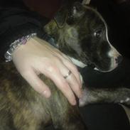 Amerikansk staffordshire terrier Pixie