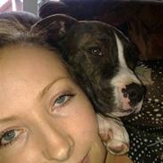 Amerikansk staffordshire terrier Pixie