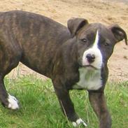 Amerikansk staffordshire terrier Pixie