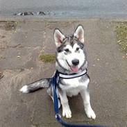 Alaskan malamute Keyla