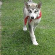 Alaskan malamute Keyla