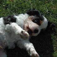 Cavalier king charles spaniel : Baloo