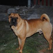 Shar pei Balu