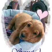 Cocker spaniel SMUT