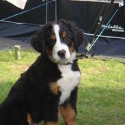 Berner sennenhund Buster (Futte)