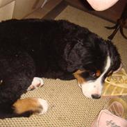 Berner sennenhund Buster (Futte)