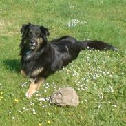 Blanding af racer Freja