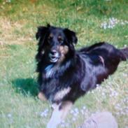 Blanding af racer Freja