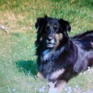 Blanding af racer Freja