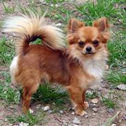 Chihuahua Gibeltarik Taz