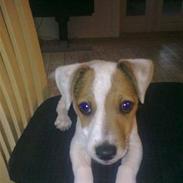 Jack russell terrier "Sailor" Jackson