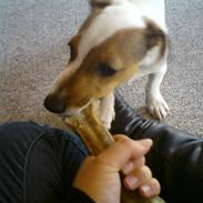 Jack russell terrier "Sailor" Jackson