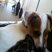 Jack russell terrier "Sailor" Jackson