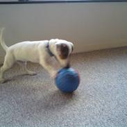 Jack russell terrier "Sailor" Jackson