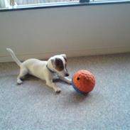 Jack russell terrier "Sailor" Jackson