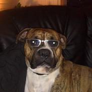 Blanding af racer Enzo