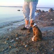 Blanding af racer Enzo