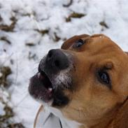 Dansk svensk gaardhund Hugo Boss