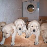 Golden retriever Bella