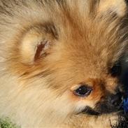 Pomeranian Chanel