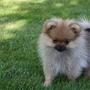 Pomeranian Chanel