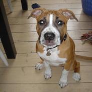 Amerikansk staffordshire terrier Tiggi