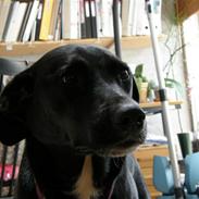 Blanding af racer Markus