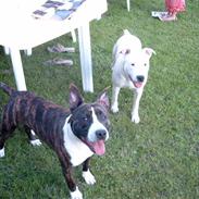Amerikansk staffordshire terrier Snuggi