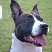 Amerikansk staffordshire terrier Snuggi