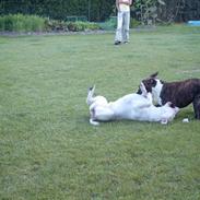 Amerikansk staffordshire terrier Snuggi