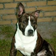 Amerikansk staffordshire terrier Snuggi