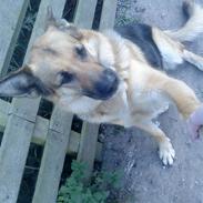 Schæferhund amanda *my life*
