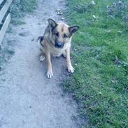 Schæferhund amanda *my life*