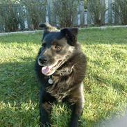 Hollandsk hyrdehund pumba