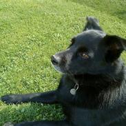 Hollandsk hyrdehund pumba