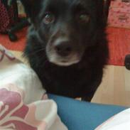 Hollandsk hyrdehund pumba