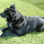 Hollandsk hyrdehund pumba
