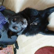 Hollandsk hyrdehund pumba