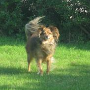 Blanding af racer Baloo