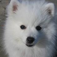 Japansk spids Bella-Lucca