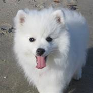 Japansk spids Bella-Lucca