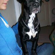 Blanding af racer Loui (Lab og amstaff)