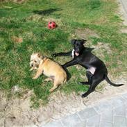 Blanding af racer Loui (Lab og amstaff)